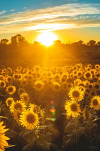 Sunshine over sunflowers